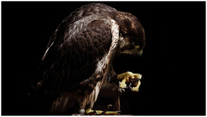 red tailed hawk, Claw, Bird, Vogel