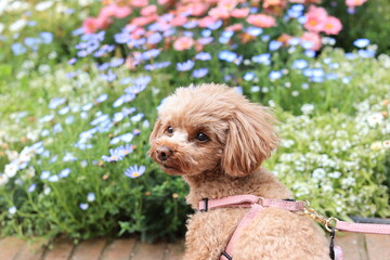 ネモフィラとトイ・プードル