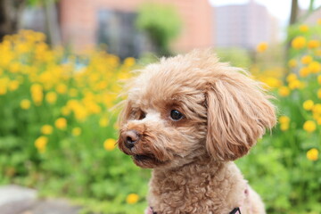 春の花とトイ・プードル
