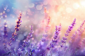 Fine lavender flowers plant and blooming on blurred nature background, panorama. Fine lavender flowers plant and blooming on blurred nature background , banner for website .