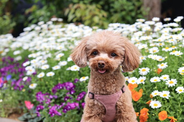 春の花とトイ・プードル