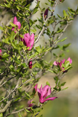 Green backgound with beautiful pink magnolia flowers