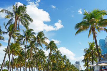 Copy space of tropical palm tree with sun light on sky background. Miami.