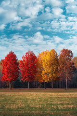 Vibrant Autumn Trees in A Row Against Clear Blue Sky