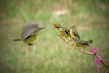 Mother sunbird feeding the chicks
