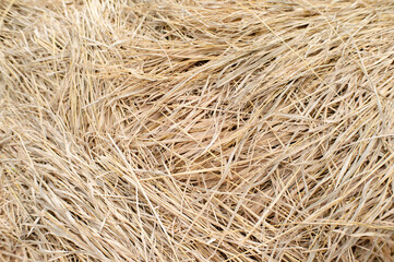 straw of grain from harvested rice