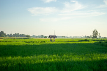 Landscape of paddy fields with a simple hut in the middle of the fields