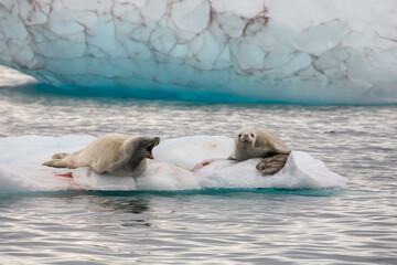 Two Antarctic fur seal (Arctocephalus gazella) resting on a small iceberg near the Melchior Islands...