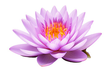 Majesty of a Golden Iris. On a White or Clear Surface PNG Transparent Background.