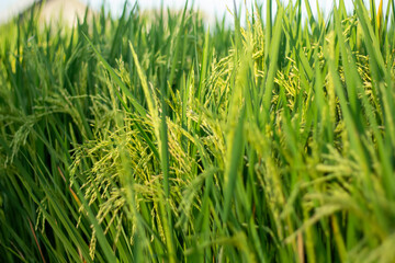 A closeup photo of drooping rice grains