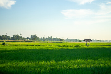 Landscape of paddy fields with a simple hut in the middle of the fields