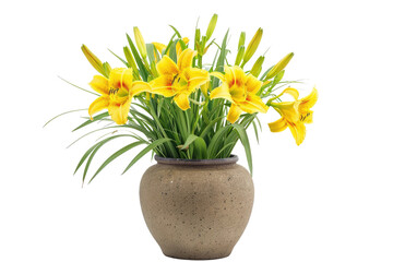 Potted Yellow Daylily on Transparent Background.