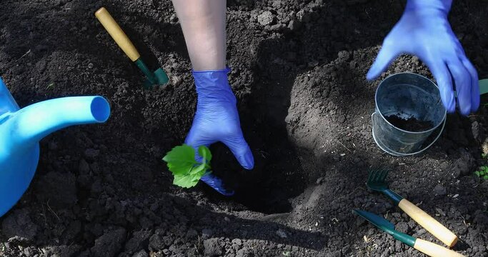A farmer in his garden plants an aster flower in the ground, works in blue gloves