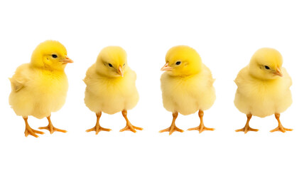 Little yellow chicks isolated on transparent png background. Farm incubator chickens on walk.
