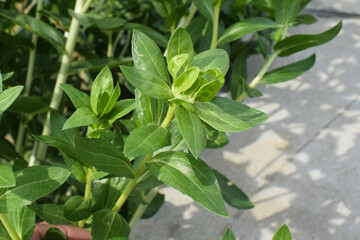 Green leaves background texture blur bokeh one side outdoor,  Hypericum perforatum, Common St. Johnswort, Clusiaceae. Wild plant shot in summer.