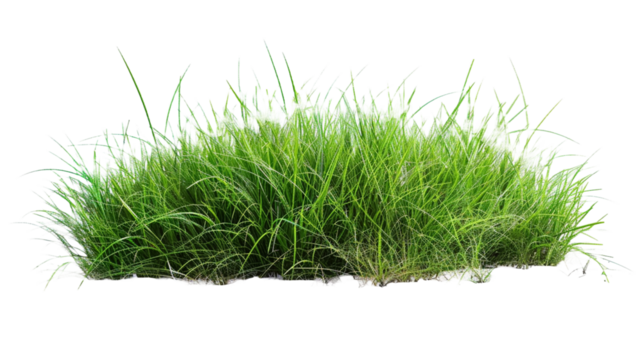 Fresh green grass isolated on transparent png background.
