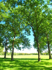 秋の立木と草原のある水元公園風景