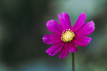 Jolie fleur de cosmos rose dans le jardin avec arrière-plan flou