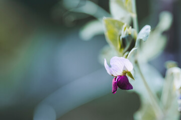 Close-up sur la fleur d'un plant de haricots verts dans le jardin potager avec arrière-plan flou