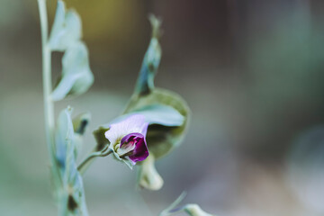 Close-up sur la fleur d'un plant de haricots verts dans le jardin potager avec arrière-plan flou