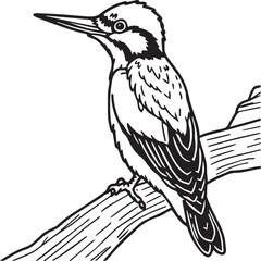 Woodpecker coloring pages. Woodpecker bird outline. Bird line art for coloring book