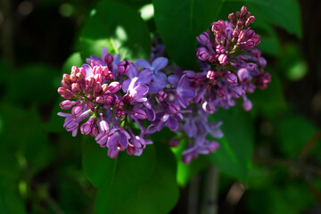 close-up of purple spring flowers. blooming branch of pink and white lilac flowers with the green leaves.