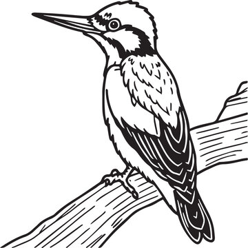 recommend clip art: Woodpecker coloring pages. Woodpecker bird outline. Bird line art for coloring book
