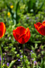 red tulips blooming on the green background in the spring in the garden. vertical