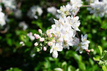 white flowers of apple. close-up of white flowers on the branches of a blossoming apple tree in spring with green leaves as the background. copy space.