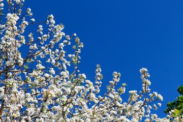 white flowers on the branches of a blossoming apple tree in spring with green leaves against blue...