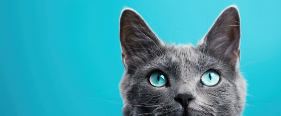 Gray cat with blue eyes portrait on blue background close up