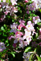 pink blossom. White and Pink flowers on the branches of a blossoming apple tree in spring with green leaves as background. copy space. vertical