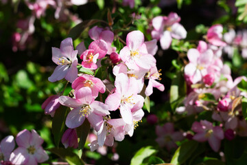 close-up of pink and white flowers. Pink flowers on the branches of a blossoming apple tree in spring with green leaves as background. copy space