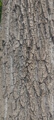 Fototapeta premium bark of a tree, nature background 