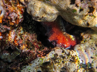 Fototapeta na wymiar A red octopus tentacle peeks out from behind corals in a coral reef in the Red Sea.
