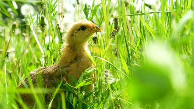 Little chicken walks in the grass