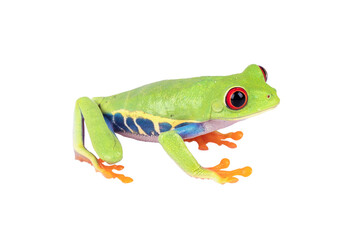 PNG File: The Red-eyed Tree Frog (Agalychnis callidryas) 