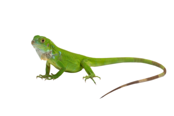 PNG File: The juvenile Green Iguana (Iguana iguana).