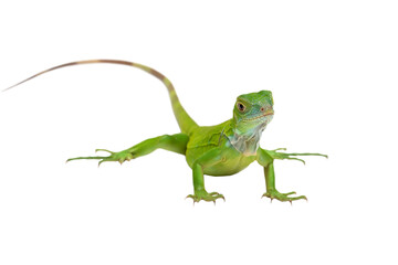 PNG Format: The juvenile Green Iguana (Iguana iguana).
