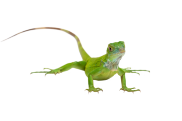 PNG Format: The juvenile Green Iguana (Iguana iguana).