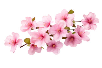 A Symphony of Blush Pink Blooms. On a White or Clear Surface PNG Transparent Background.