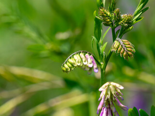 河川敷に咲くナヨクサフジの蕾