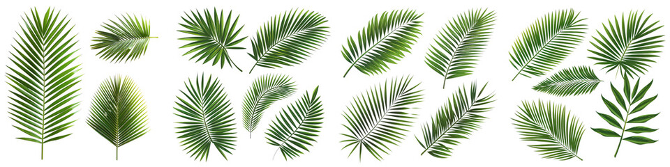 Set of tropical palm leaves illustration. Palm leaves isolated on a white background. Vector graphics. Silhouette. with white alpha, transparent on isolated background png
