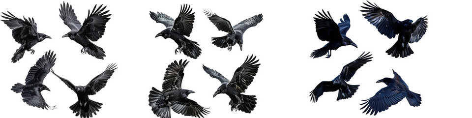 Set of Black crow fantasy bird on black background. with isolated on transparent, alpha background png