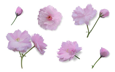 Set of soft pink sakura flowers with buds, twigs, leaves on a neutral transparent background....
