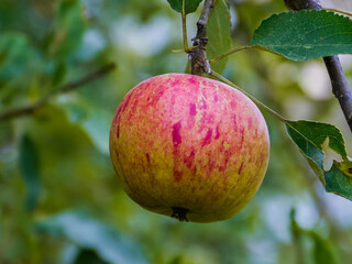 Ripe apple close up on blurred green background