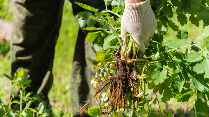old man hands uprooting weeds in his garden