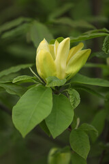 Obraz premium Green backgound with bright yellow magnolia flowers