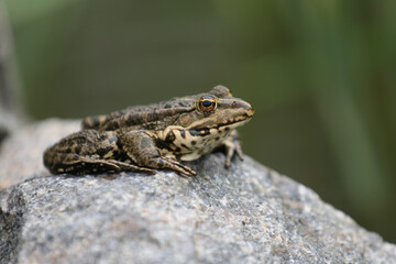 Green water frog nearly the water. Pond with frogs