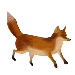 Fototapeta premium red fox 